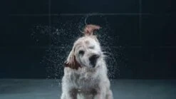 GROHE Euphoria SmartControl 310 Regendouche - CoolTouch - FastFixation - ø 31 Cm - Chroom -Thuis Badkamer 1200x675 15